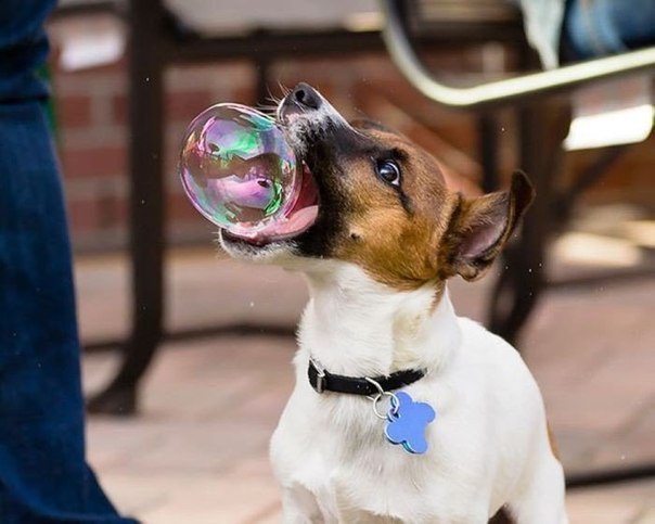 Удачный кадр, собака ловит мыльный пузырь