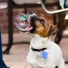 Удачный кадр, собака ловит мыльный пузырь