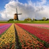 Нидерланды – страна свободы